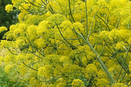 Organic Galbanum